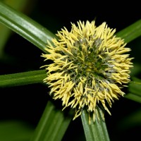 Cyperus aromaticus (Ridl.) Mattf. & Kük.